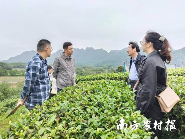 专家团队赴广东思茶科技发展有限公司进行考察指导。