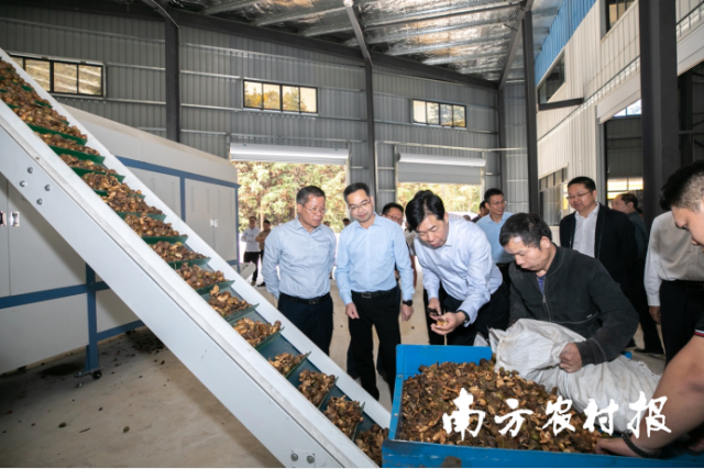 2022年11月8日三江油茶文化节期间，广西壮族自治区林业局二级巡视员蒋桂雄参观思欧村茶油加工厂。