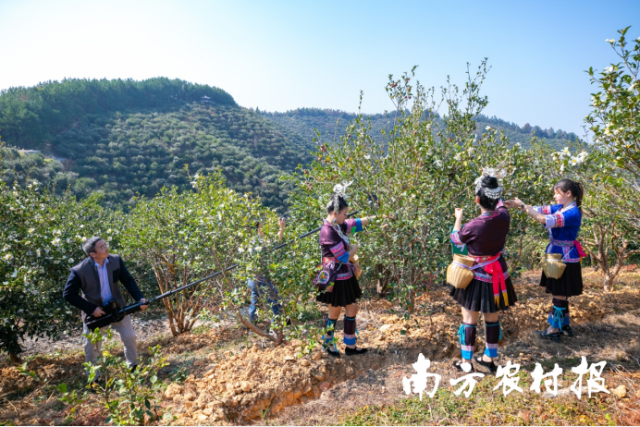 2022年三江油茶文化节采摘仪式现场。