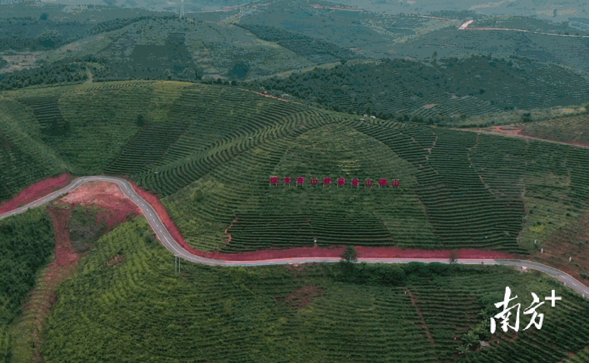 景洪市大渡岗乡全乡茶叶种植面积超过9万亩，是名副其实的茶乡。