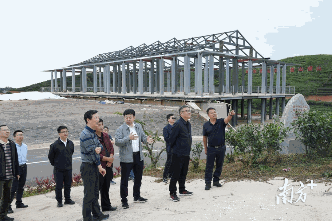 研讨会后，专家学者来到了大渡岗万亩茶园进行考察调研。