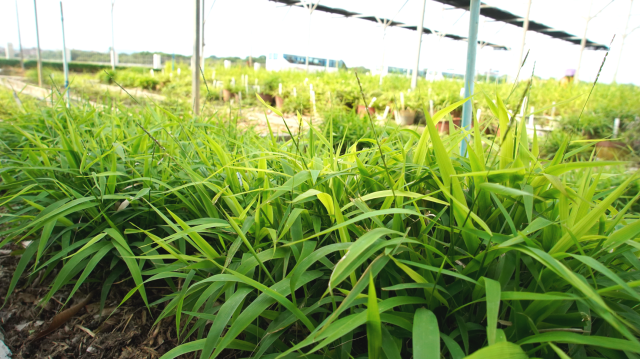 国家野生稻种质资源圃（广州）。