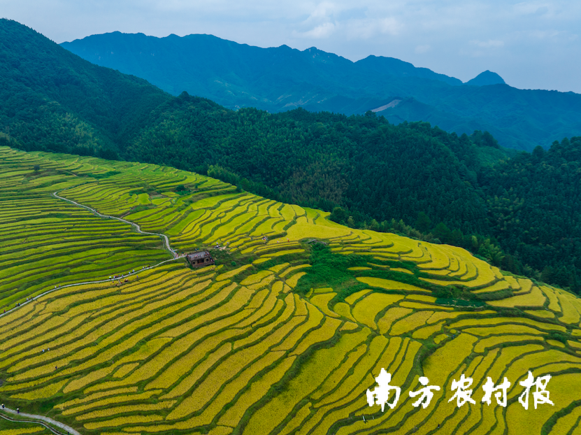 清远丝苗米梯田