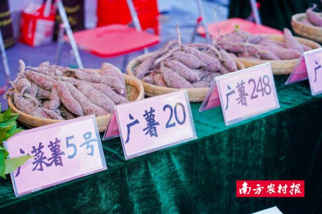 云城区特色番薯