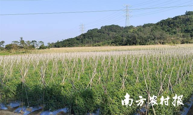 广东种业育珍品，樱桃番茄成粤西富夷易近大财富