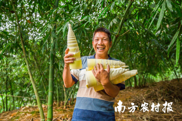 麻竹筍豐收,，農(nóng)民喜笑顏。（何樹榮 攝）