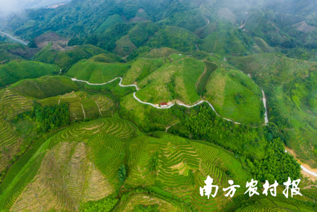 为进一步提高茶叶产业高质量发展，揭西县积极创建茶叶特色农业产业带，打造揭西县茶叶市级产业链、县级现代农业产业园。