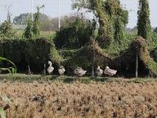 数字看万村 e起向汕⑨龙湖·东南：实施“百千万工程”规划，力建“一带三区”示范乡村