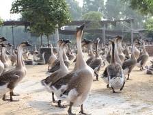 马冈鹅是怎么火“出圈”的｜江门优品系列①