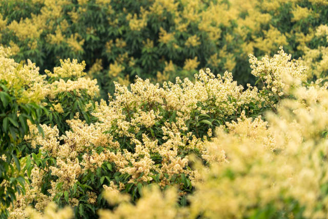 3月，广东茂名荔枝花开。以花为媒，打响荔枝营销第一枪，开启全年甜蜜之旅。