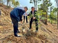 国内首次！河源紫金130棵大苞山茶回归野外
