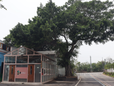 美丽庭院、绿美示范村……生态宜居陆丰处处皆景