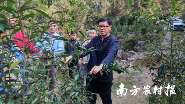 广西壮族自治区来宾市金秀瑶族自治县县长欧树和深入罗香乡、六巷乡等地调研茶旅融合工作