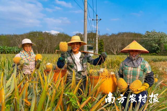 南方农村报 李嘉镓 制图