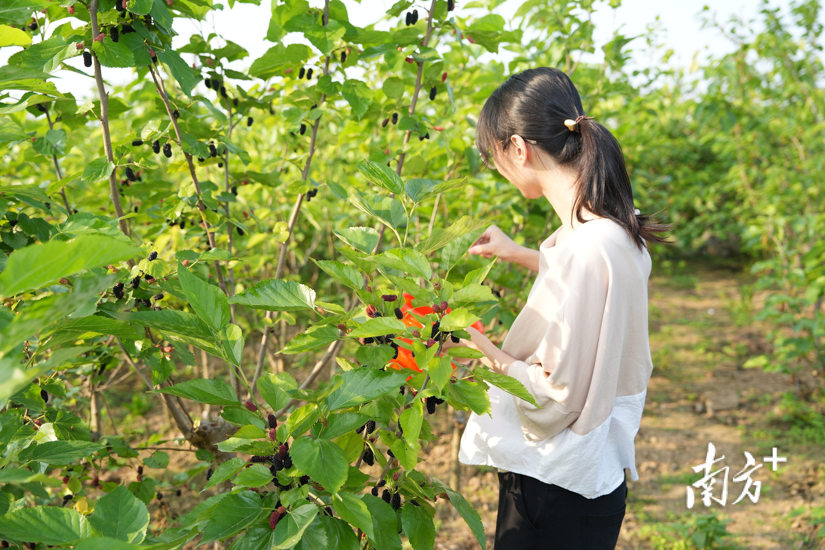 游客采摘桑果。