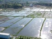 深汕水美：“创新+科技”绘就春耕图｜“百千万工程”深圳一线报告