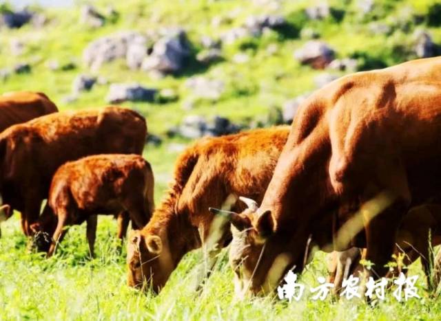天然环境中生长的贵州黄牛