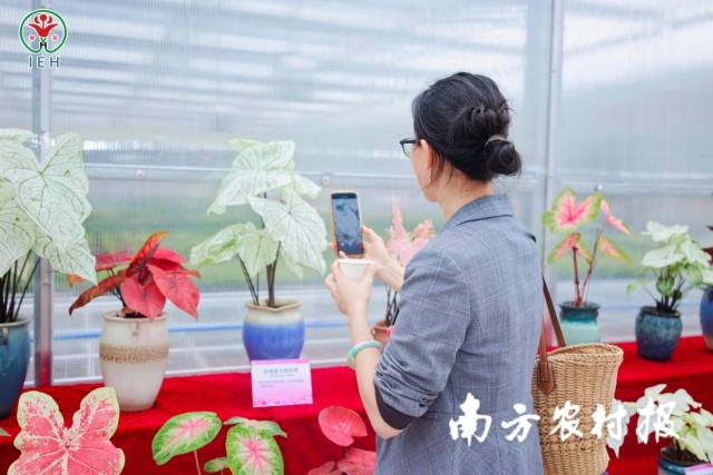 参会嘉宾用手机记录花卉新品种。