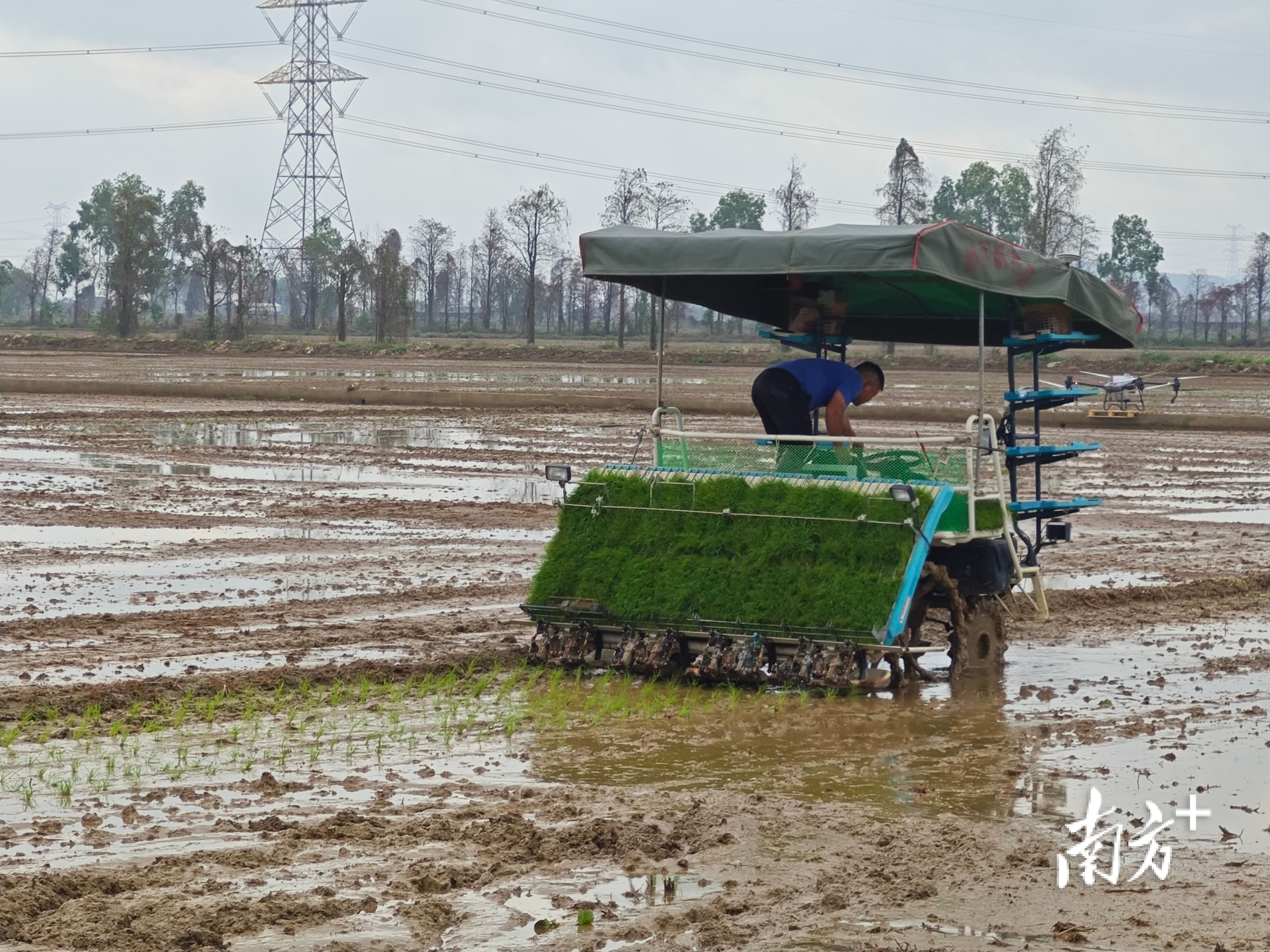 插秧机驶过泥泞的水田，所到之处，点缀出一行行的绿色秧苗，播种下丰收的希望。&nbsp;