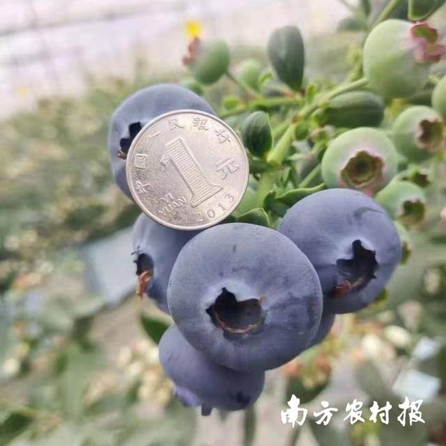 佛山的国产“巨无霸”蓝莓。