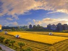 ​“邑碗好米”最是台山香｜江门优品系列②