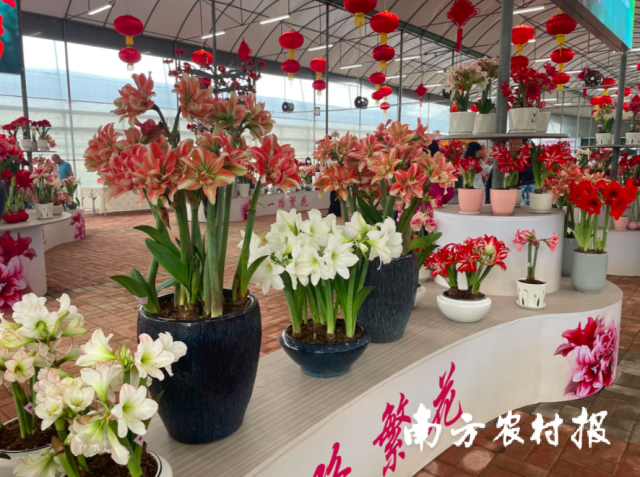 现场展示不同种类的朱顶红。