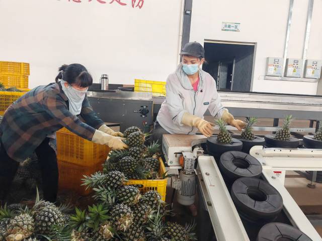 工作人员将菠萝摆上分拣线。