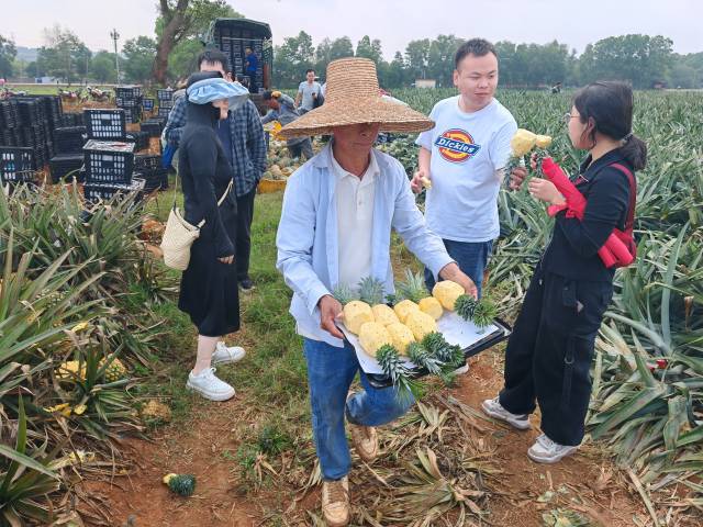 果农邀请采购商品尝新鲜采摘的菠萝。