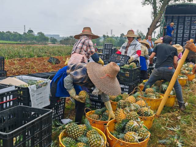 果农们在将菠萝装箱。