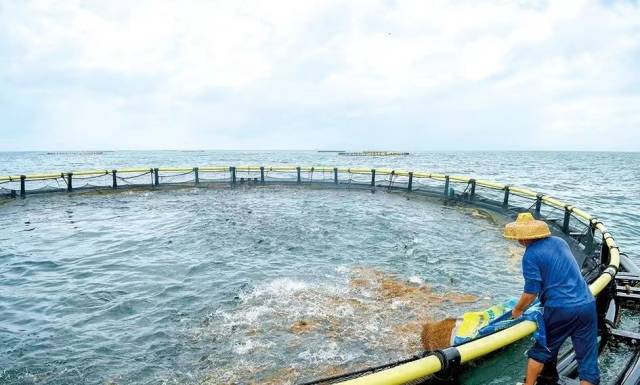 工作人员在养殖区内投放饲料。