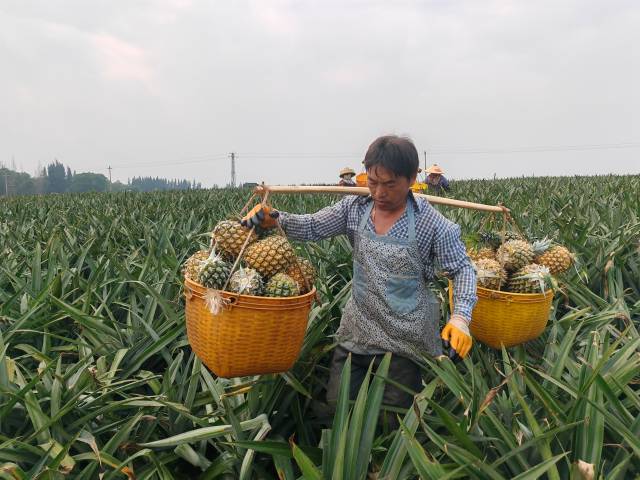 果农在挑运菠萝。