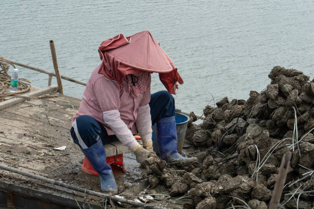 渔民处理刚打捞而起的生蚝。