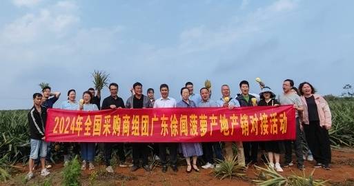 采购商赴广东徐闻菠萝产地考察。