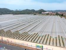 肇庆永丰：蓝莓绘蓝图，打造“百千万工程”特色镇