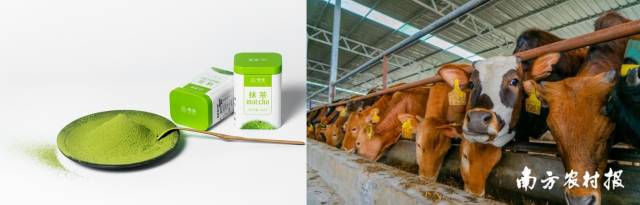 4月，贵州省将赴粤港澳大湾区举行系列农产品推介活动，含梵净抹茶、贵州黄牛等