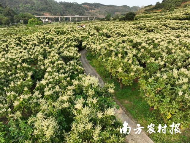 郁南世界黃皮公園黃皮花海,。