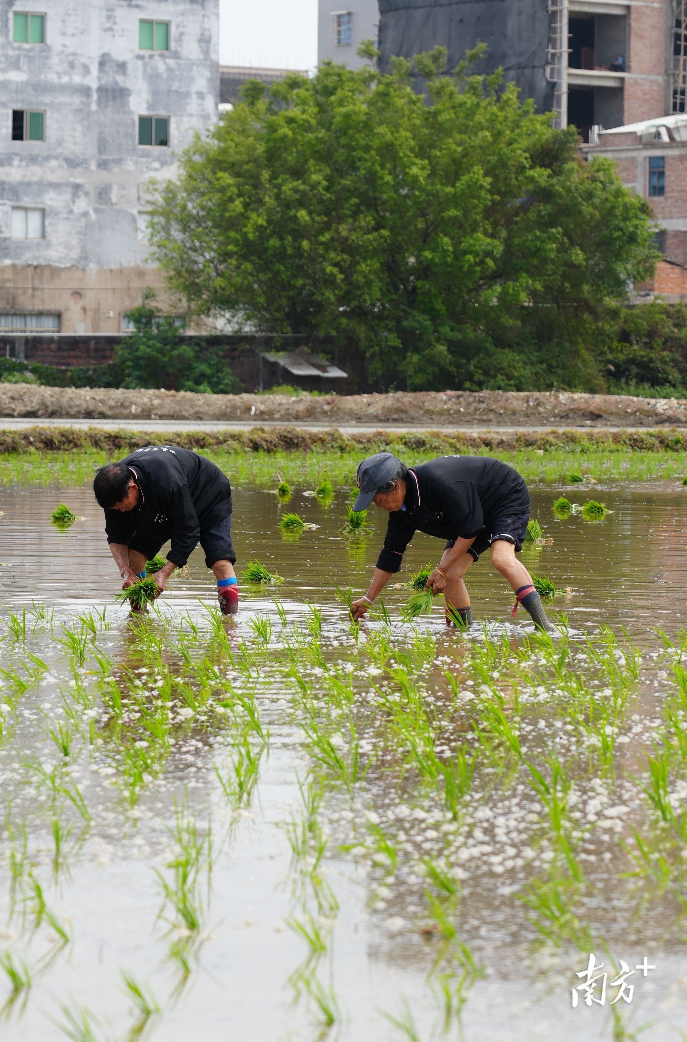 农民们俯身插秧，一排排青翠的秧苗不断延伸。