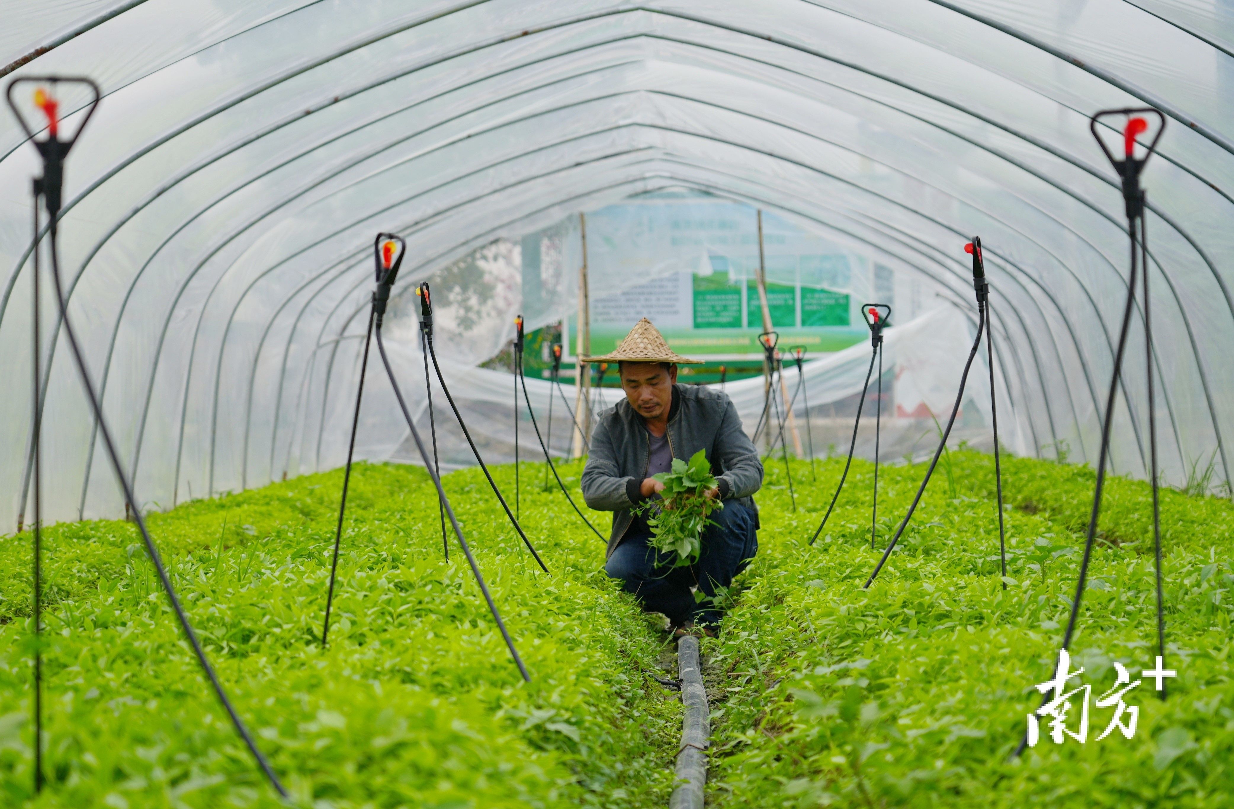 在潮南区两英镇禾皋村麻叶种植基地，种植户王伟正在除掉田垄里的杂草。