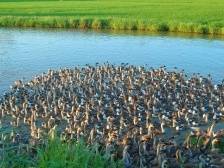 @才华横溢的你来“LO”一手！“江门优品”LOGO火热征集中