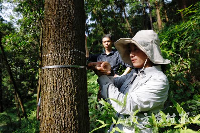 技术人员测量公益林胸径