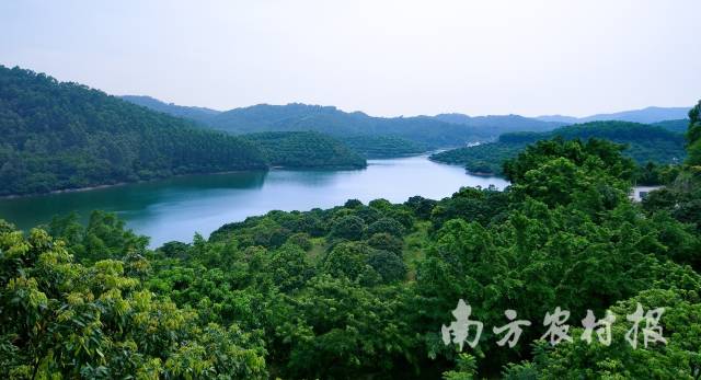 流溪河水源涵养林