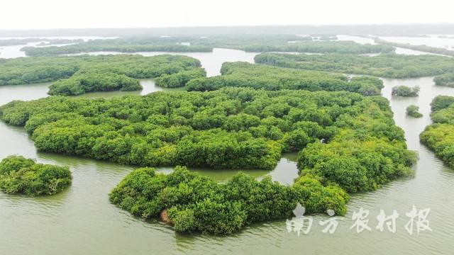 湛江红树林 湛江红树林