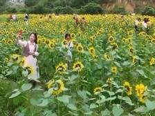 把短板变成“潜力板”，在推动高质量发展上发挥引领作用广东有话说