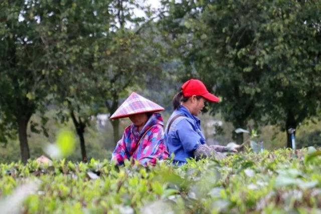 英德春茶今年有望增产20%，2024第六届中国·英德红茶头采季活动4月2日开幕