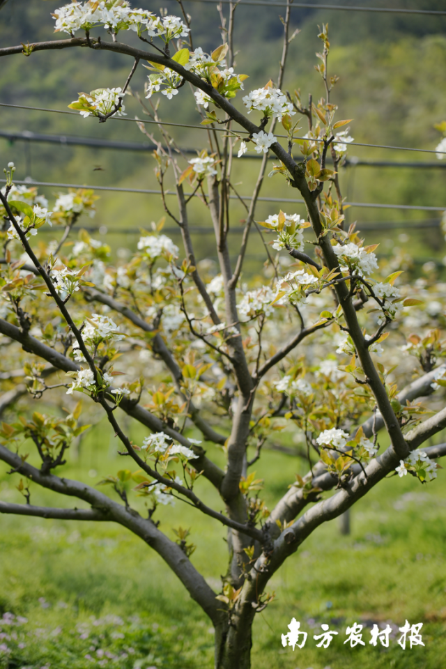 连州市龙坪镇水晶梨省级现代农业产业园的梨花竞相盛开，春光满园。