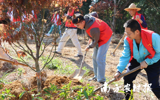 3月12日下午，团文祠镇委联合团潮安区委、文祠镇青年志愿服务队、文祠中学师生代表还有驻文祠镇帮扶工作队队员们到文祠镇楠木村开展“我为家乡种棵树”活动，共植绿美“青年林”。