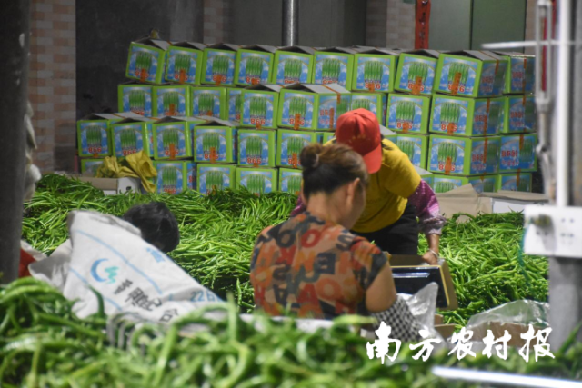 三角塘辣椒市场里，工人们忙碌着将辣椒卸装车、分拣上称、装箱（袋）搬运。