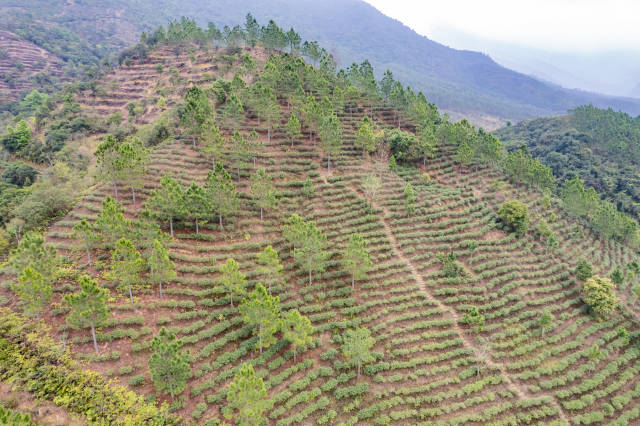 位于莲花山脉的茶园。 位于莲花山脉的茶园。