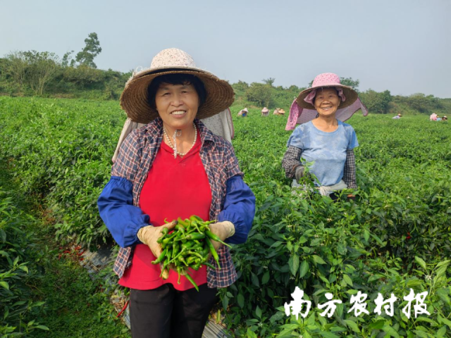 辣椒丰收,采摘工人脸上洋溢着笑容。 辣椒丰收,采摘工人脸上洋溢着笑容。