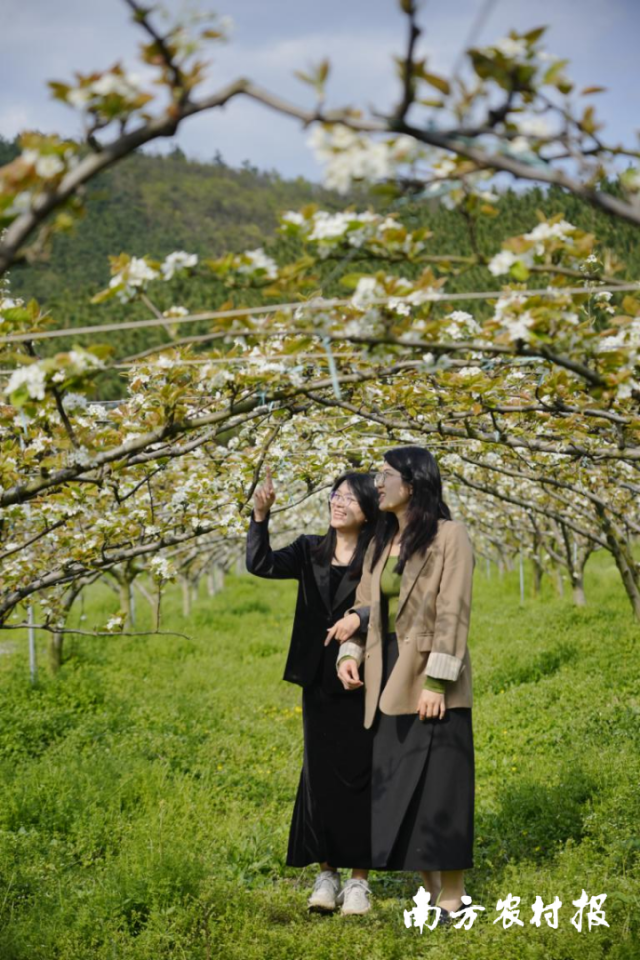 连州水晶梨花吸引游客入园观赏。